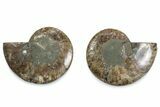 Cut & Polished Ammonite Fossil - Madagascar #377582-1